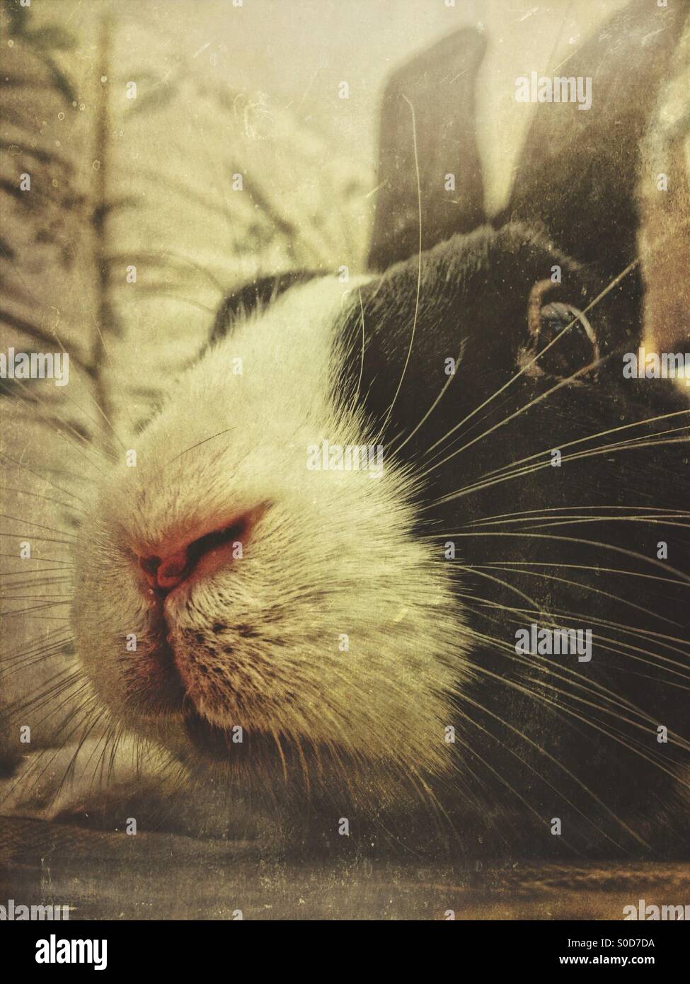 Dutch rabbit - Smartphone Captured Stock Image