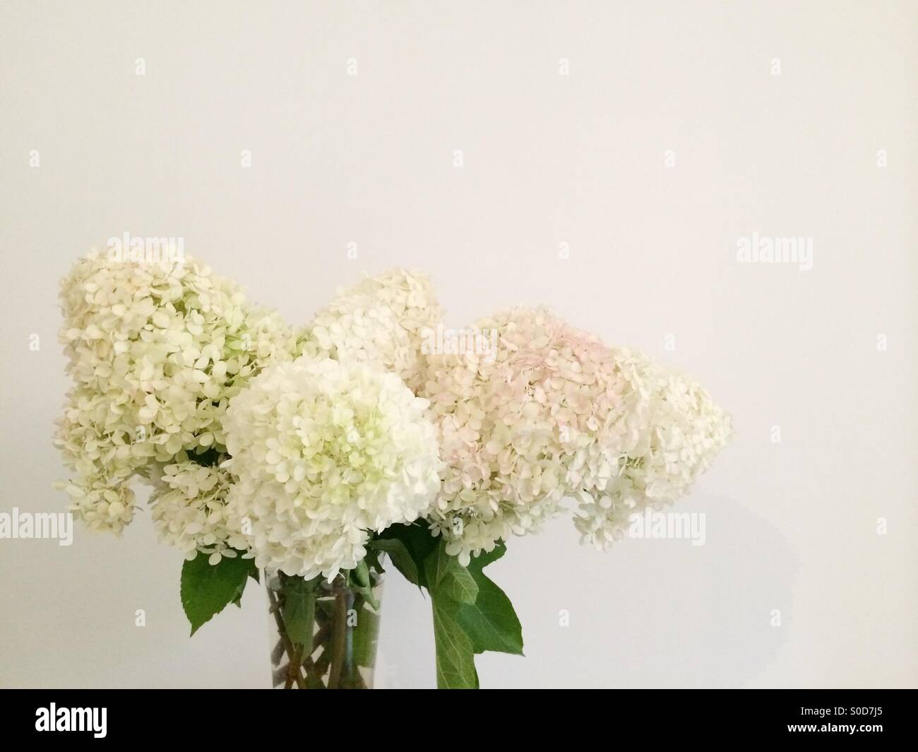 White hydrangeas hi-res stock photography and images - Alamy