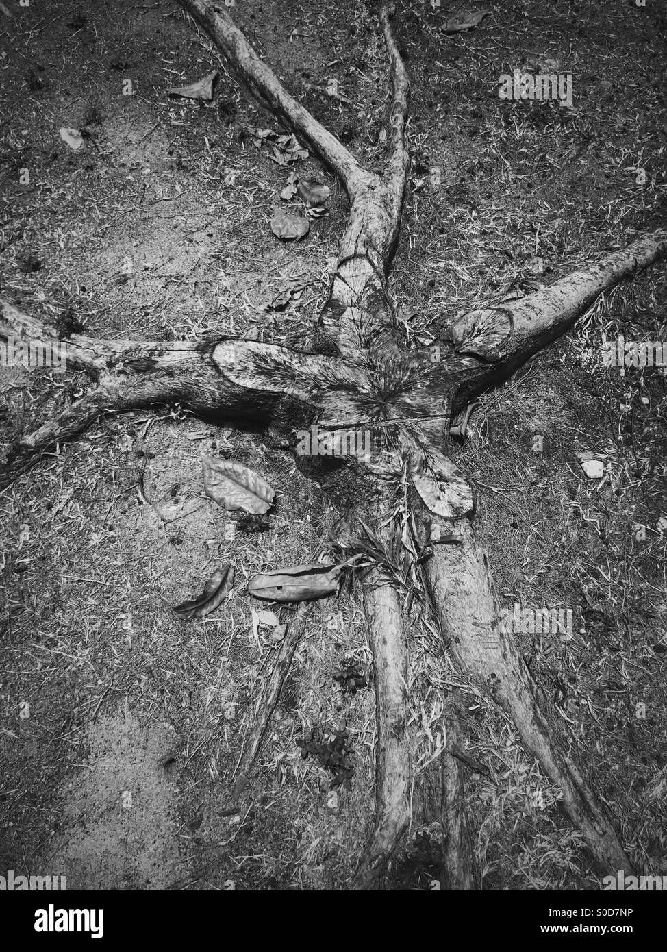 Root shapes hires stock photography and images Alamy