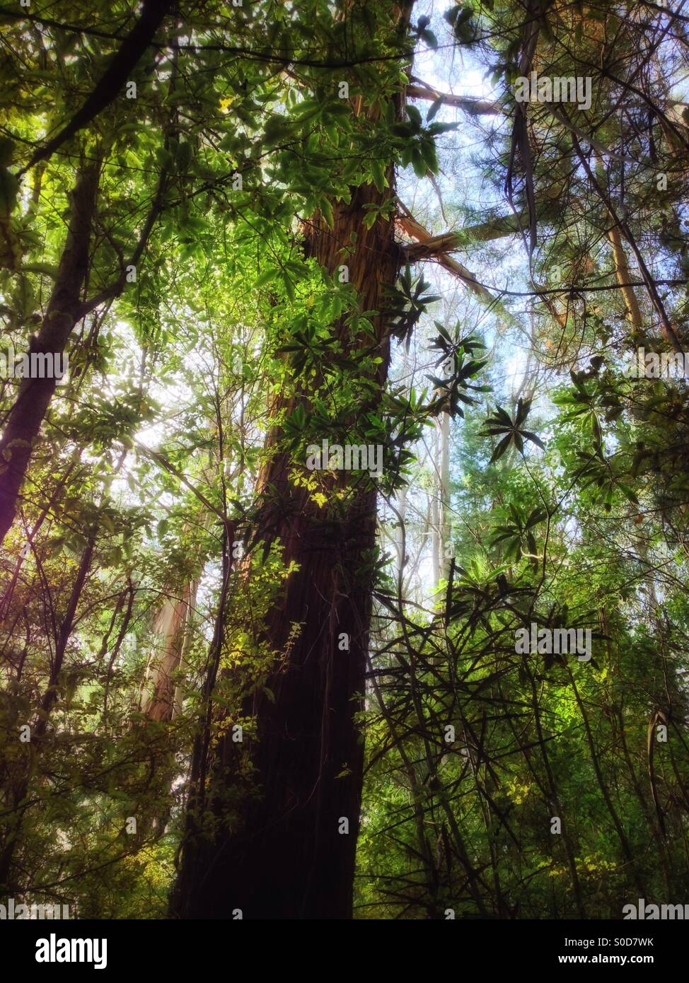 Dense forest canopy Stock Photo Alamy