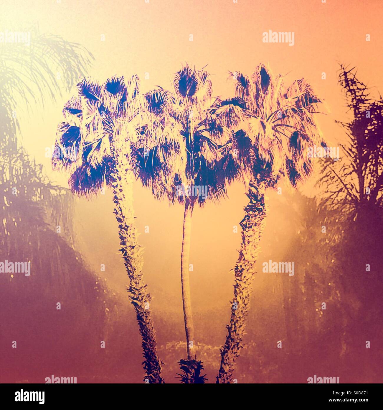 Palm trees at sunset in Palm Springs, California USA Stock Photo