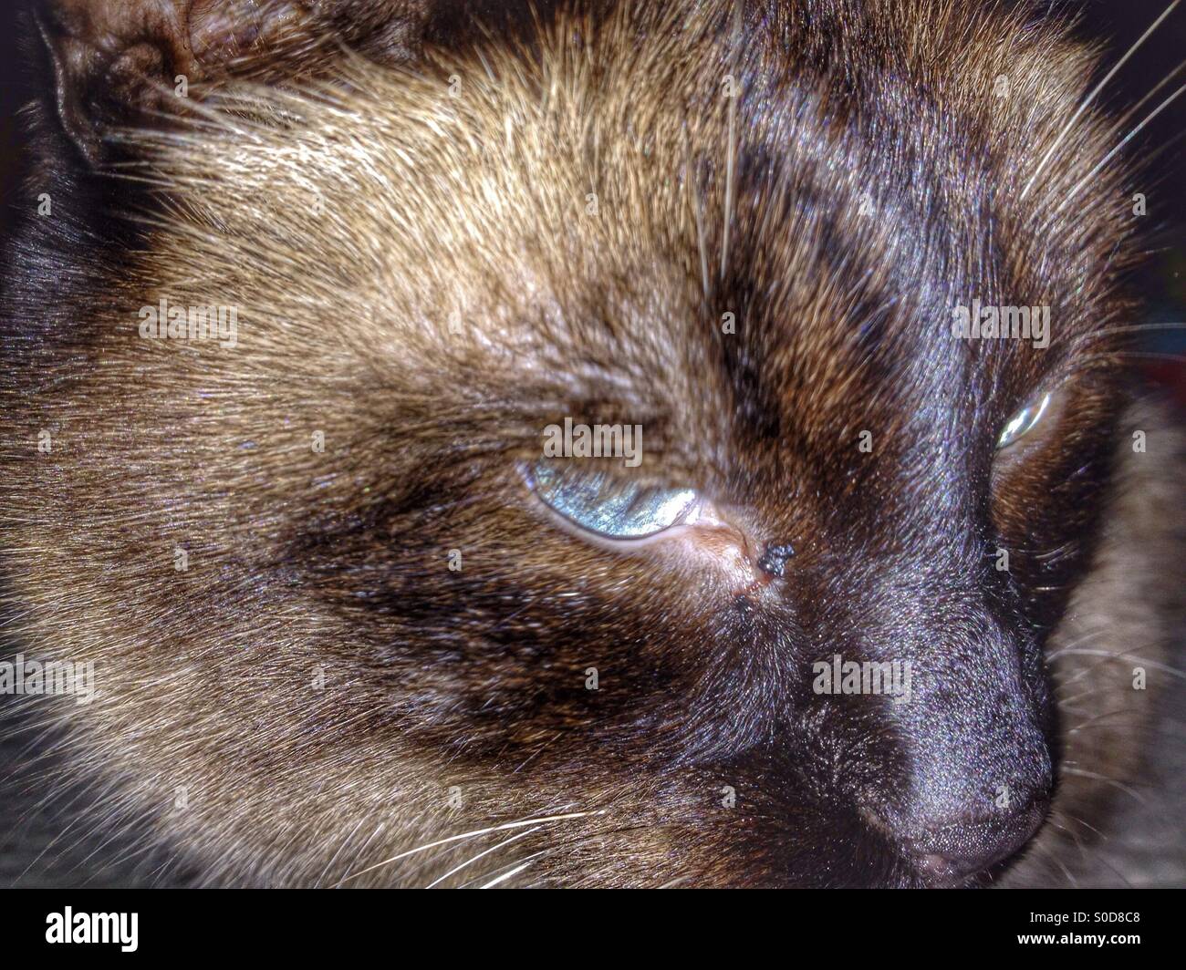 Closeup of a siamese cat Stock Photo