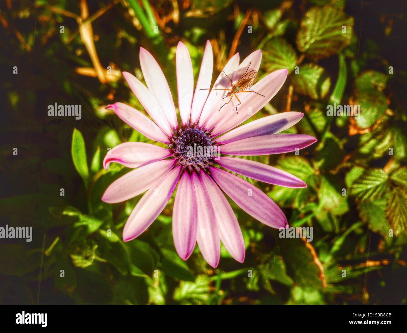Flower with an insect - Smartphone Captured Stock Image