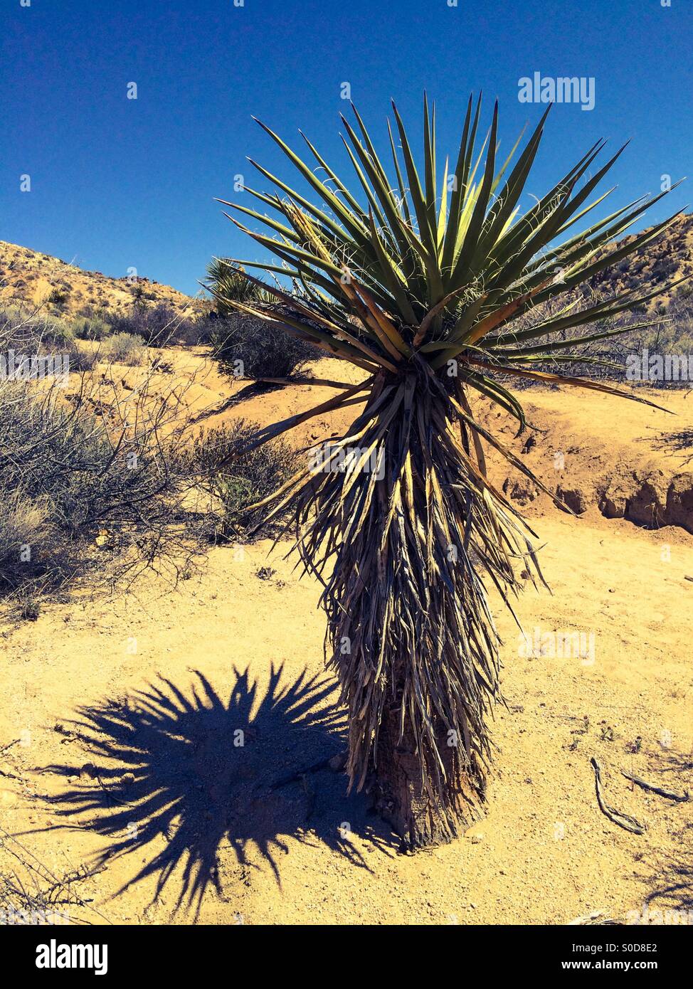 Mojave yucca plant at Joshua Tree National Park