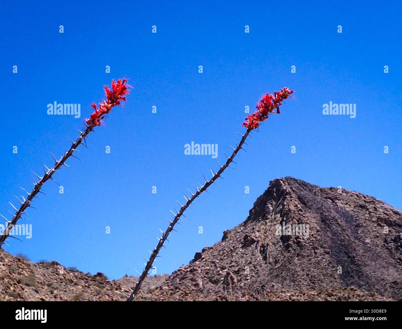Red tips of the ocotillo plant in bloom at Joshua Tree National Park, California USA Stock Photo