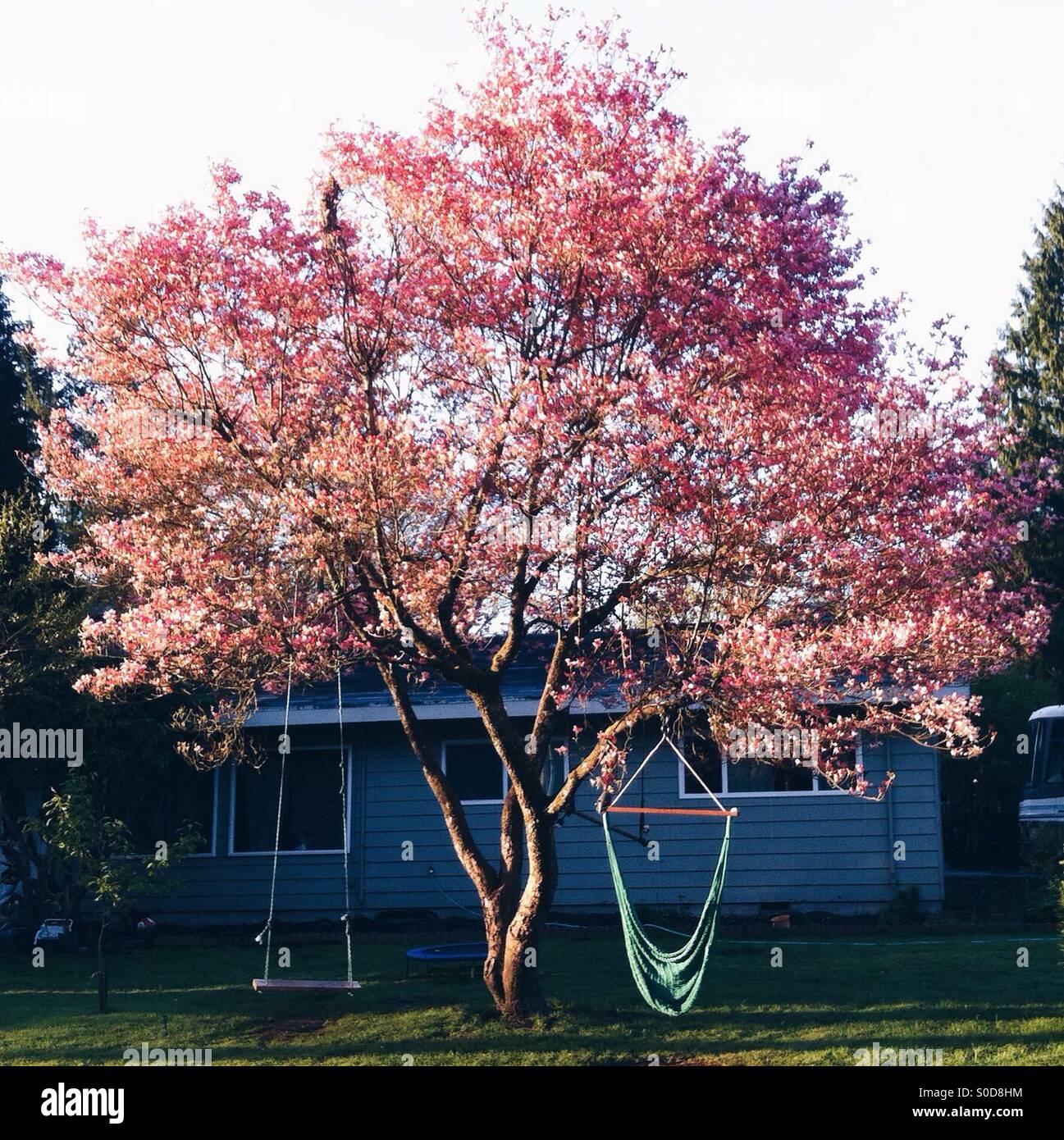 Dogwood tree in full bloom - Smartphone Captured Stock Image