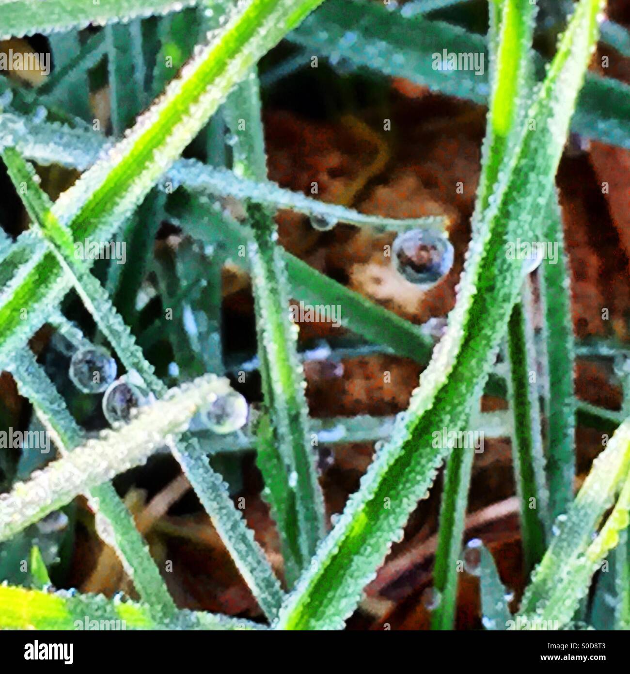 Morning dew on grass - Smartphone Captured Stock Image