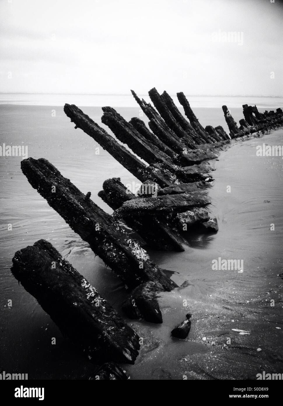 Shipwreck exposed after extreme weather at Cefn Sidan beach, Pembrey. Black and white. Stock Photo