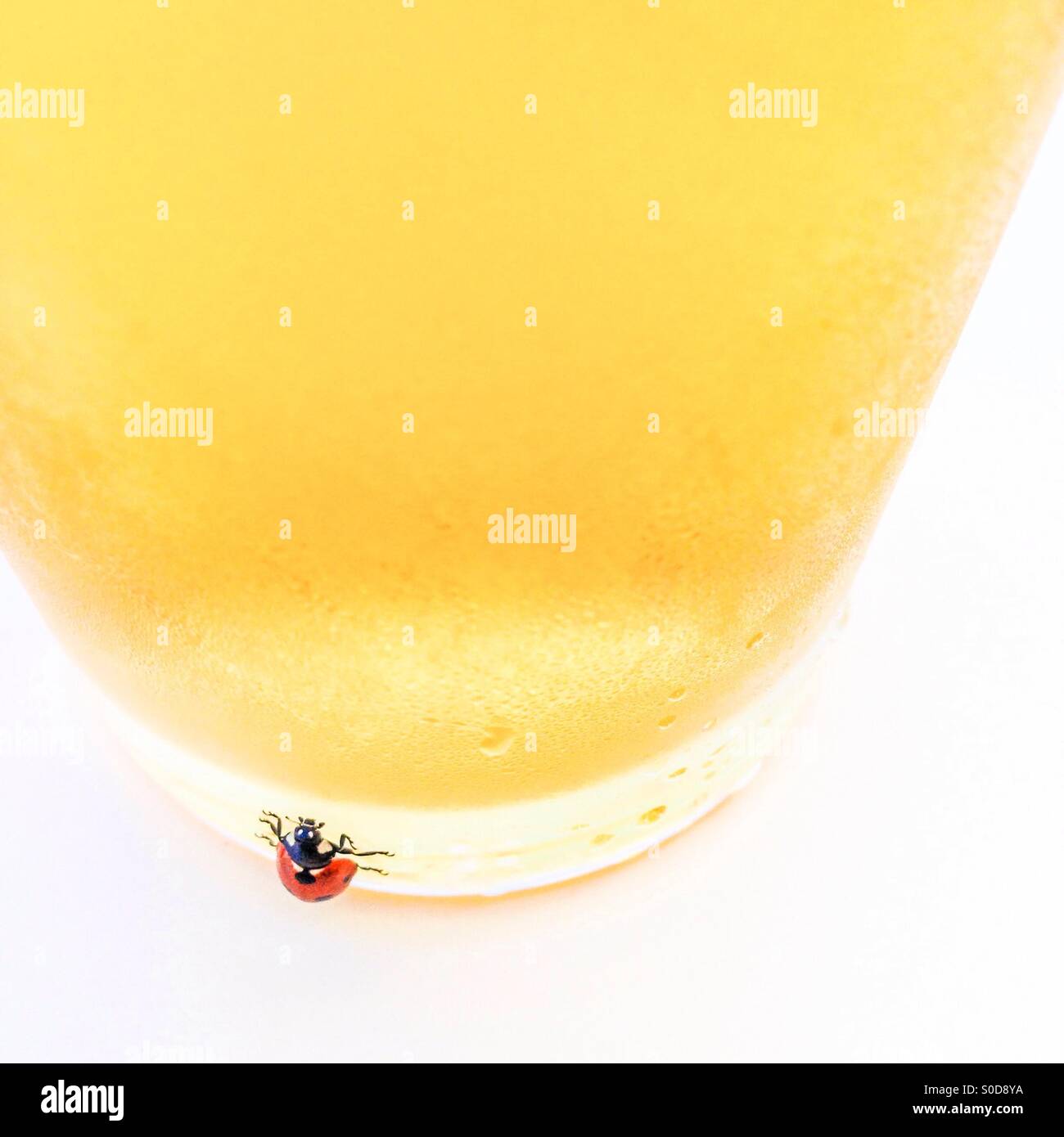 Ladybird on the side of a beer glass - Smartphone Captured Stock Image