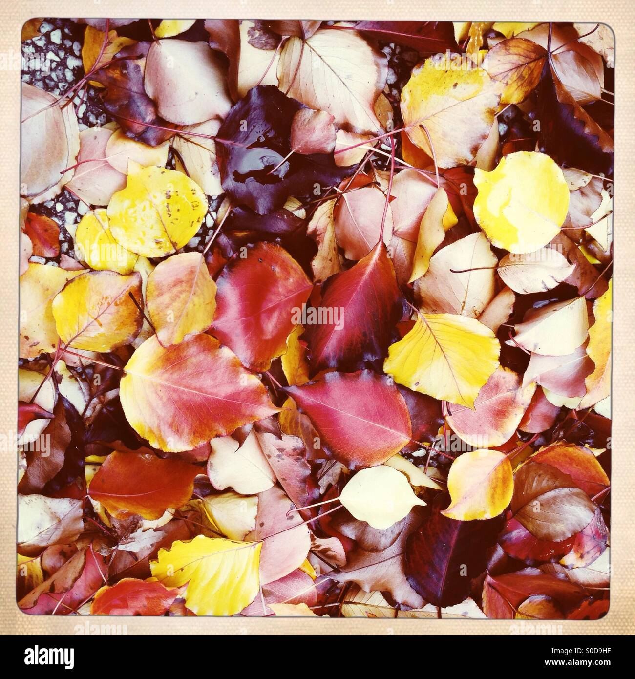 Fallen Autumn leaves on ground - Smartphone Captured Stock Image