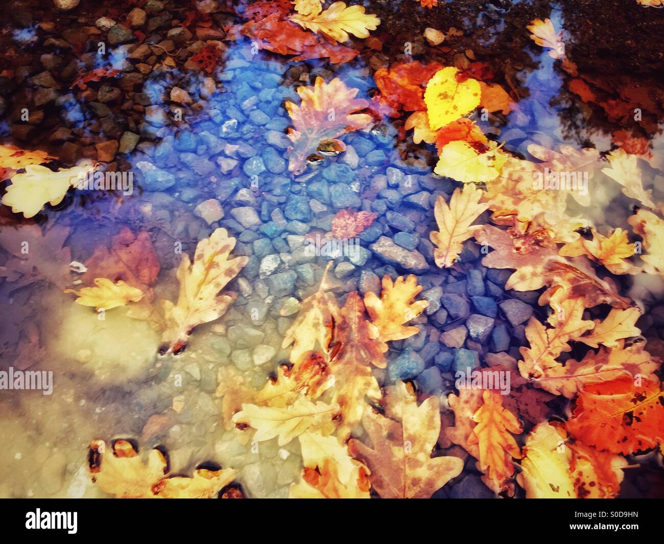 Autumn leaves and pebbles in a puddle Stock Photo