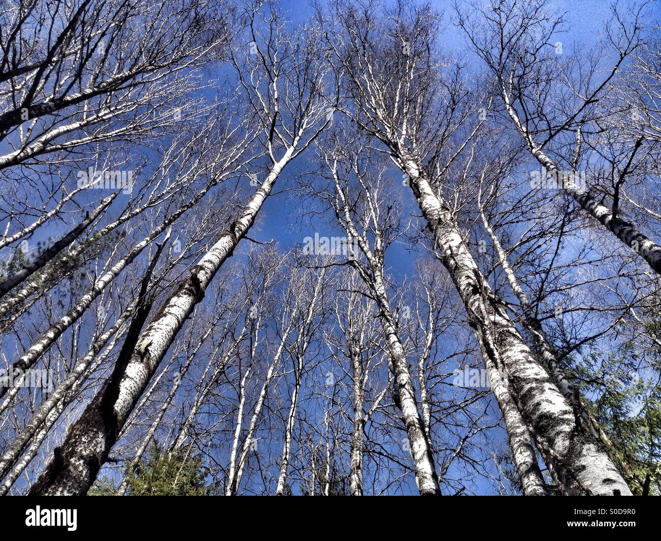 birches standing tall against the blue sky - Smartphone Captured Stock Image
