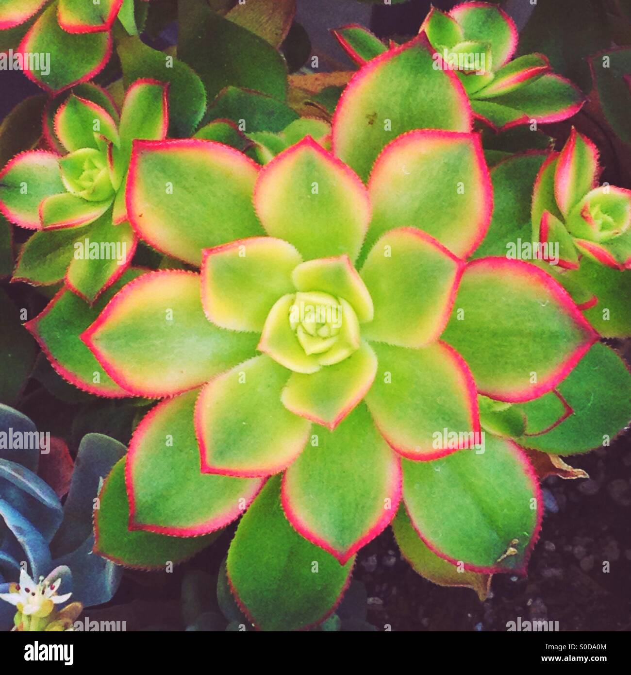 Garden succulent - Smartphone Captured Stock Image