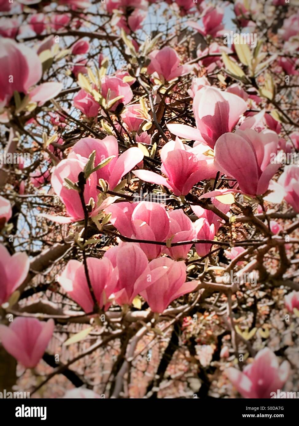 Magnolia tree blooms hi-res stock photography and images - Alamy