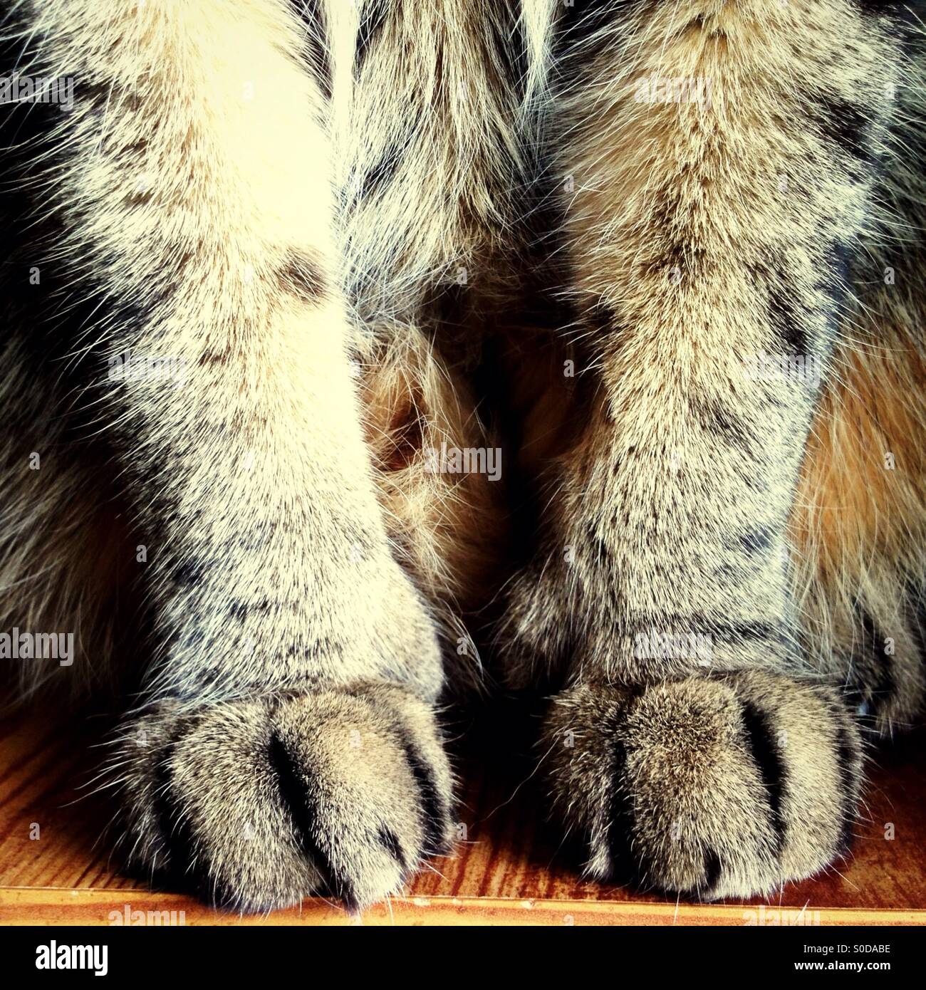 Fuzzy tabby paws Stock Photo