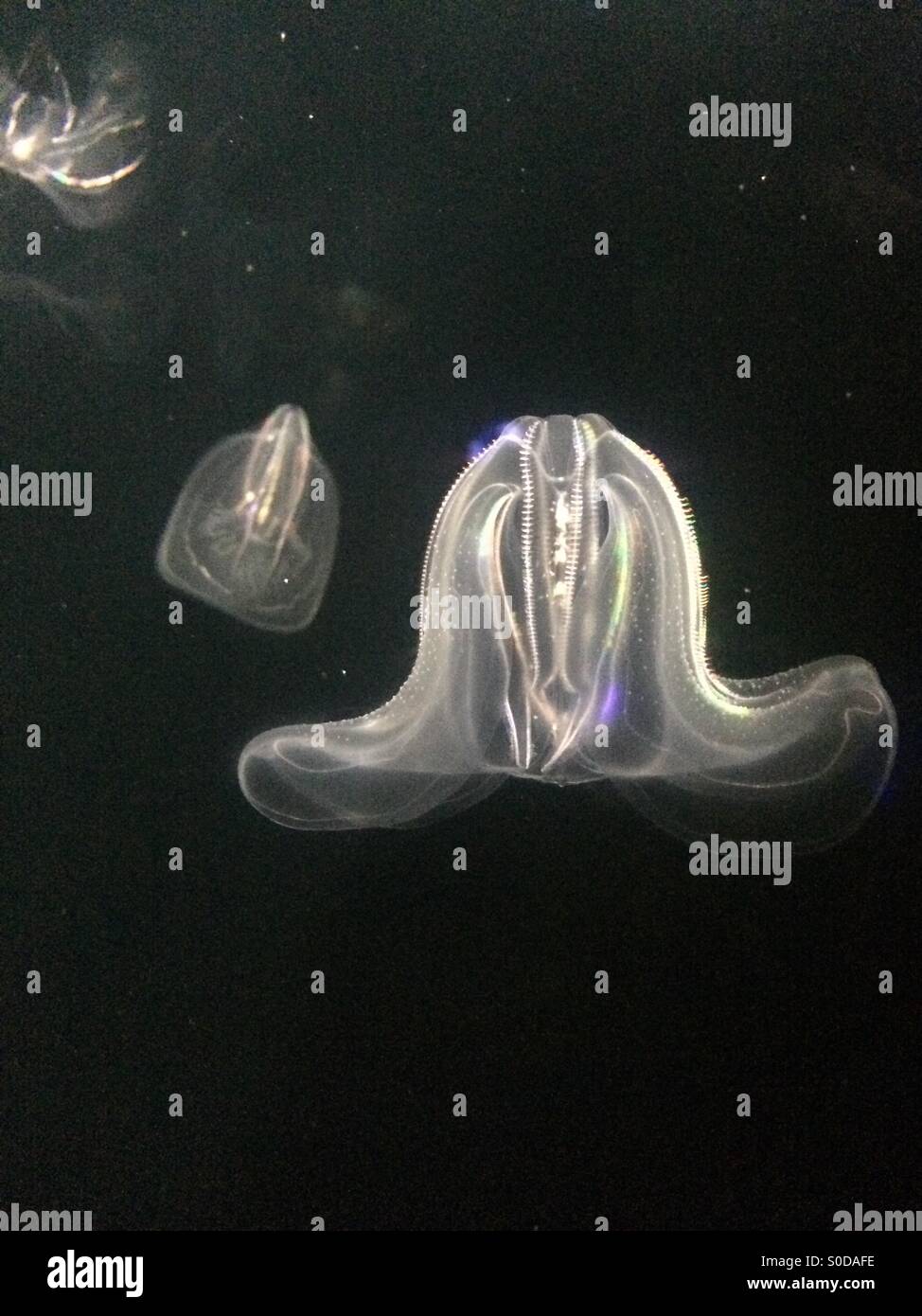 Jellyfish Lights Stock Photo