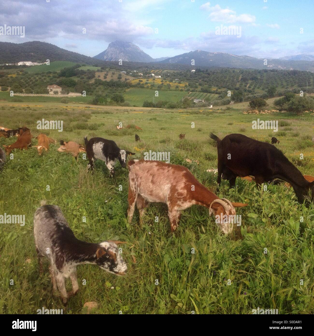 Goats graze on a green field in Prado del Rey, Sierra de Cadiz, Andalusia, Spain - Smartphone Captured Stock Image