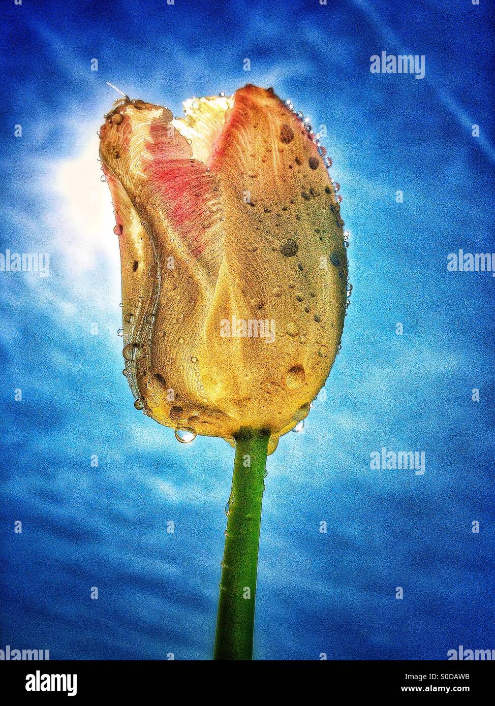 Tulip with dew - Smartphone Captured Stock Image