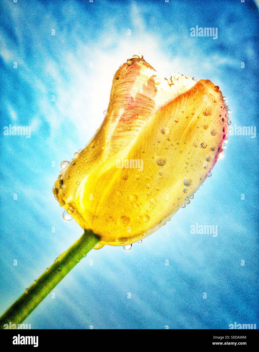 Dew on a tulip - Smartphone Captured Stock Image