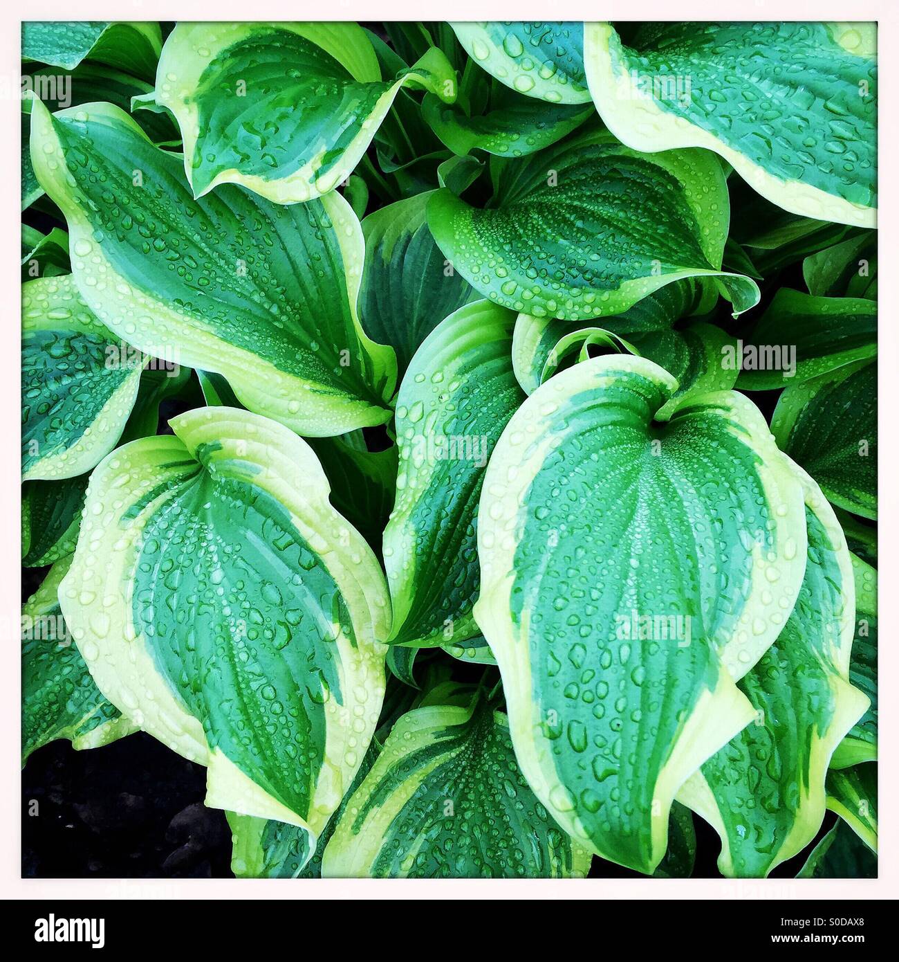 Dew on Hosta. - Smartphone Captured Stock Image