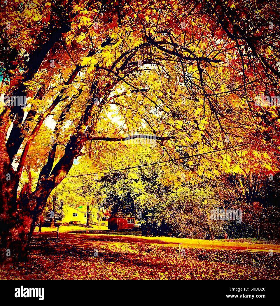 The trees are about to show us how lovely it is to let the dead things go Stock Photo Alamy