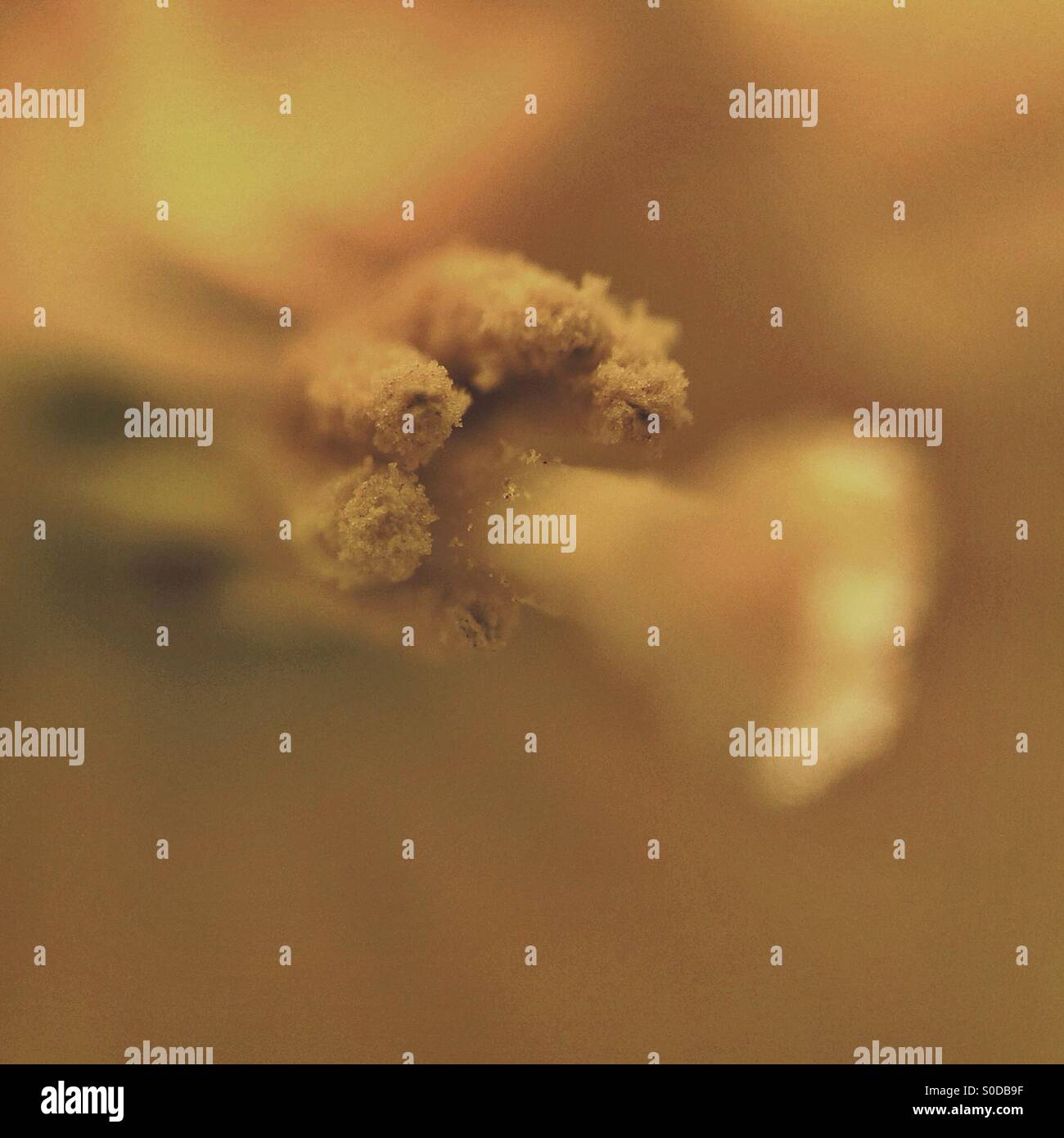 Inside the daffodil Stock Photo Alamy