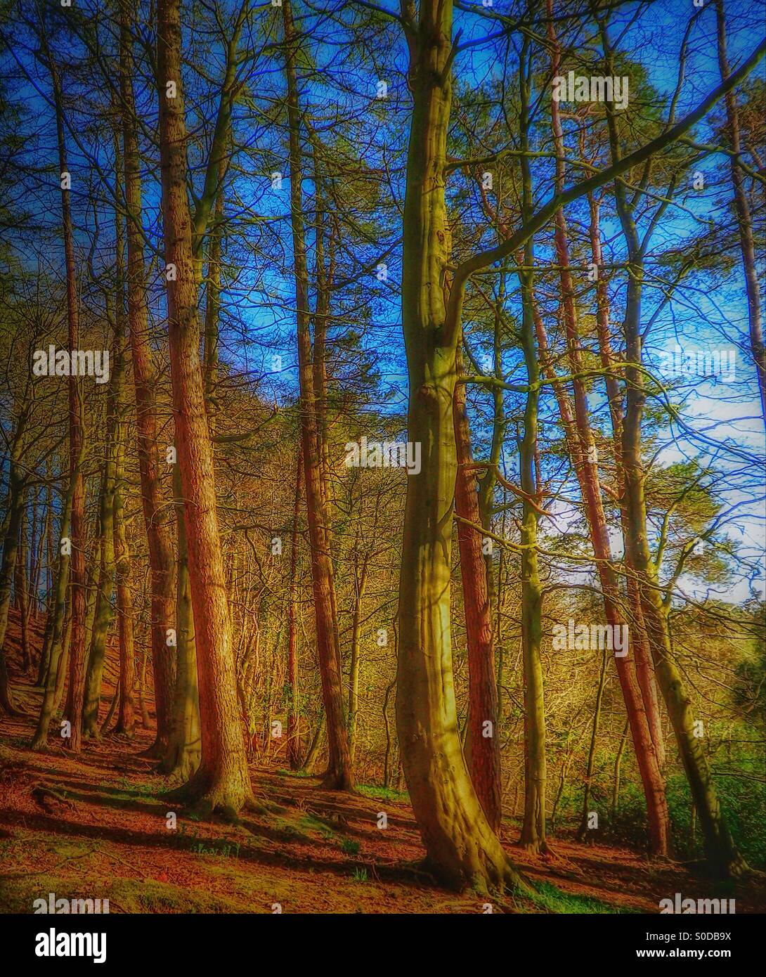 Woodland in the spring sunshine - Smartphone Captured Stock Image