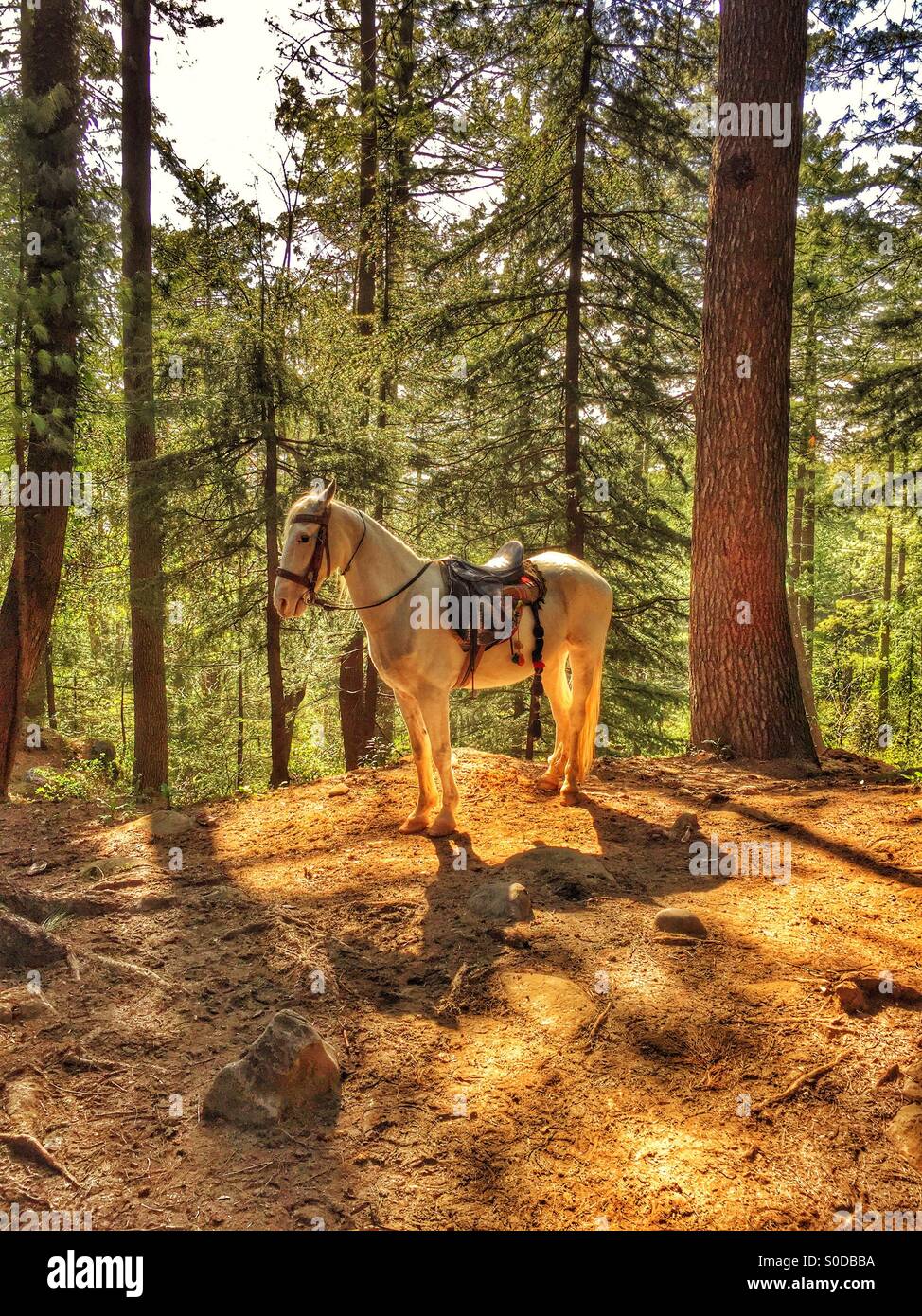 White horse in the forest Murree Pakistan - Smartphone Captured Stock Image