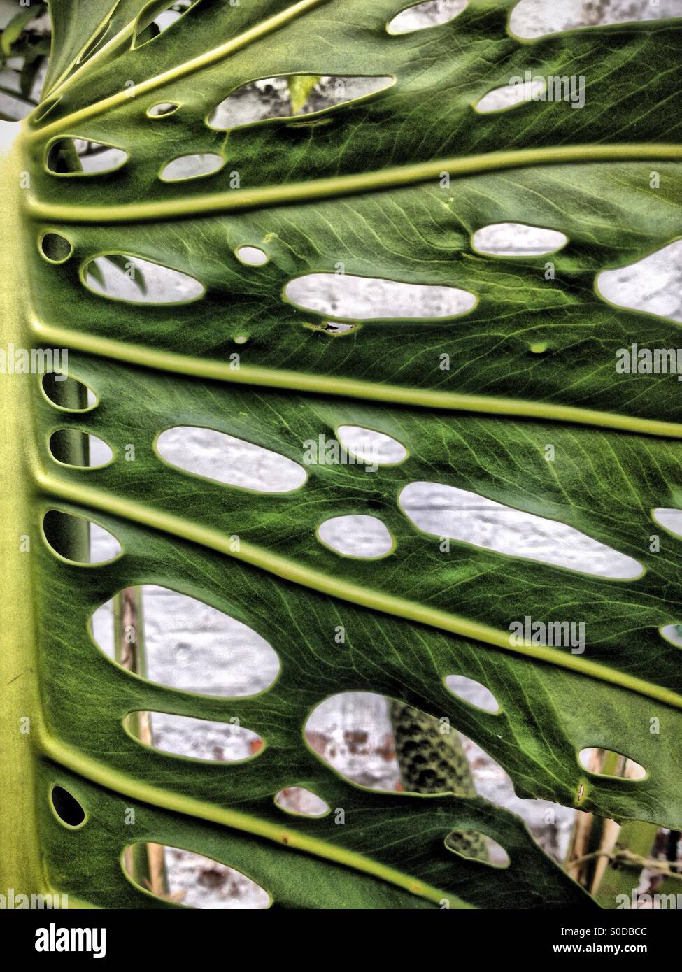 Cheese plant leaf Stock Photo Alamy