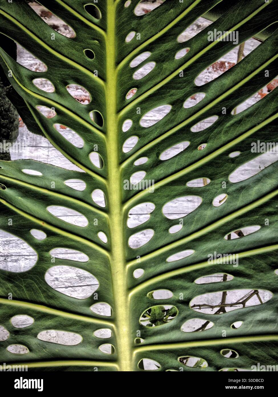 Cheese plant leaf Stock Photo Alamy