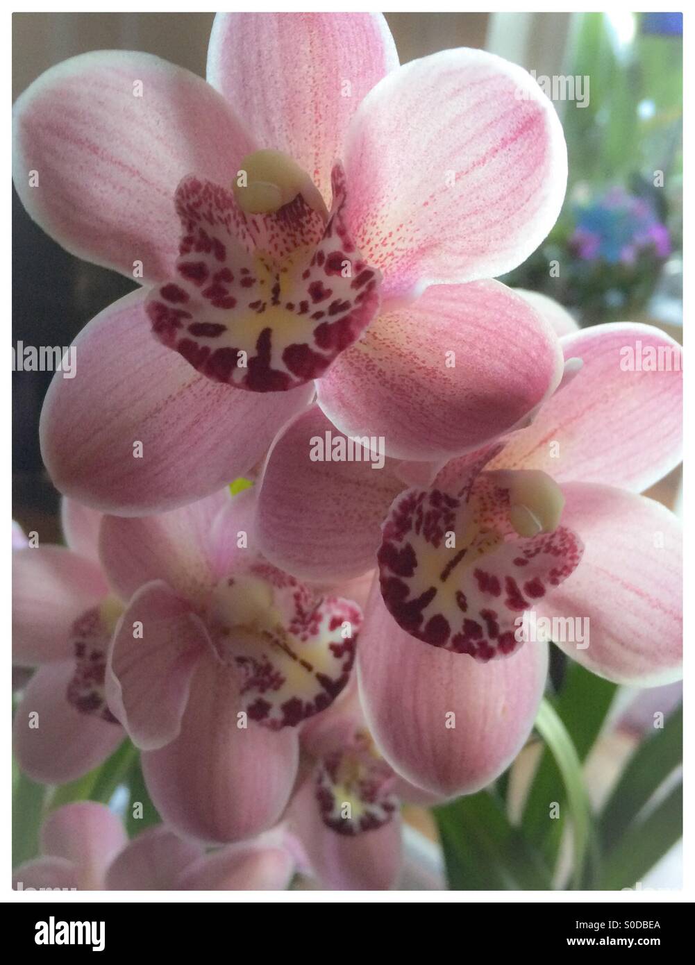 Pink orchid in bloom Stock Photo