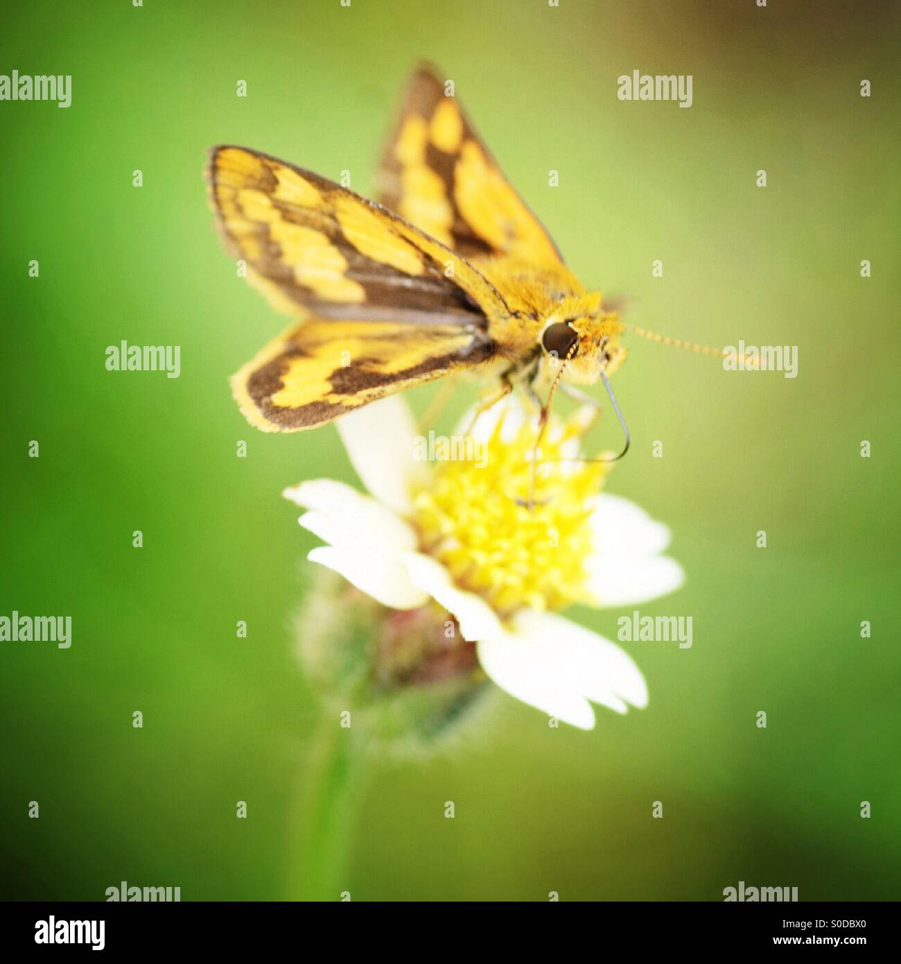 A butterfly and a flower. Stock Photo