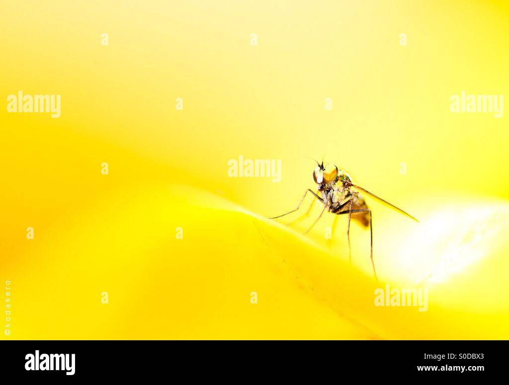 A fly in yellow background. Stock Photo