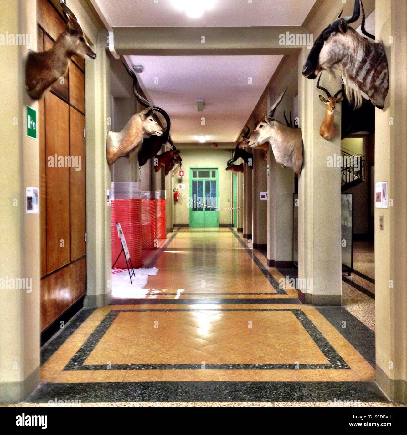 Zoological museum hires stock photography and images Alamy