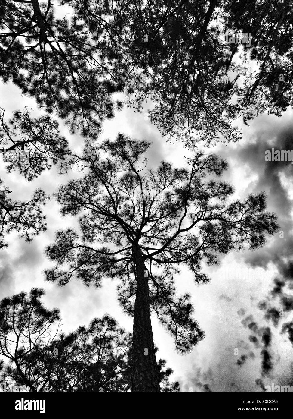Pine trees Black and White Stock Photos & Images - Alamy