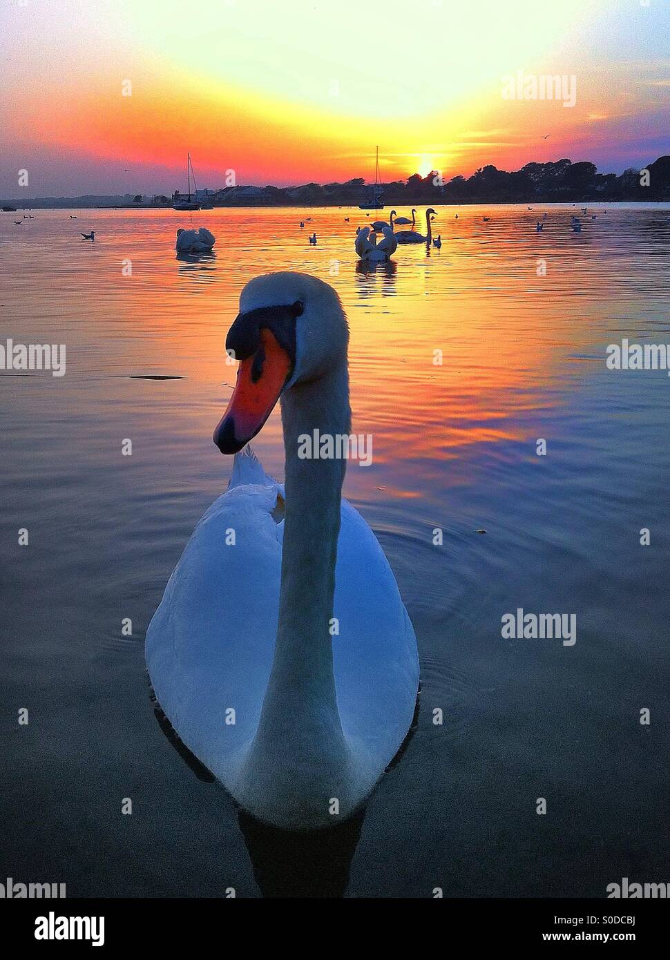 Swan lake sunset Stock Photo Alamy