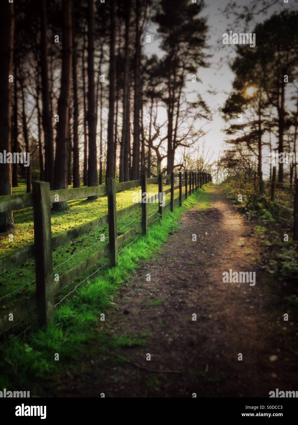 Woodland path - Smartphone Captured Stock Image