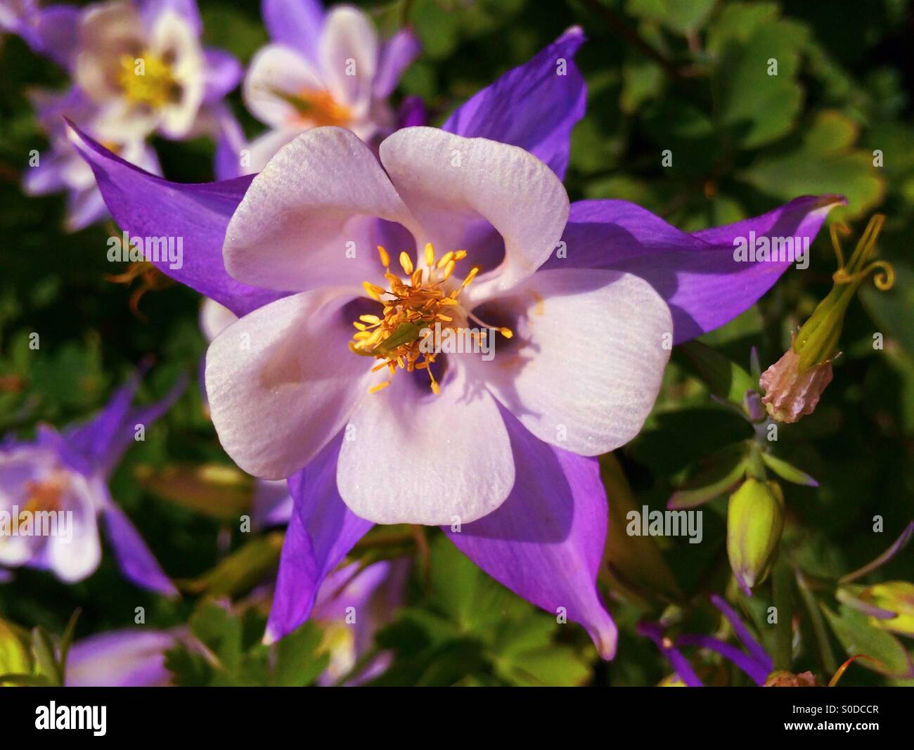 A purple perennial flower (Columbine Aguilena) Stock Photo