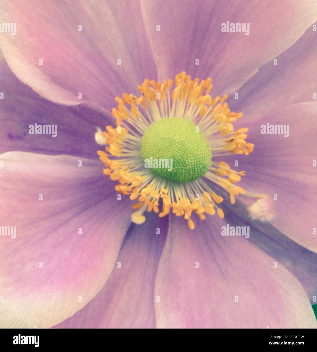 Close up pink Anemone flower with yellow stamen with old style filter Stock Photo