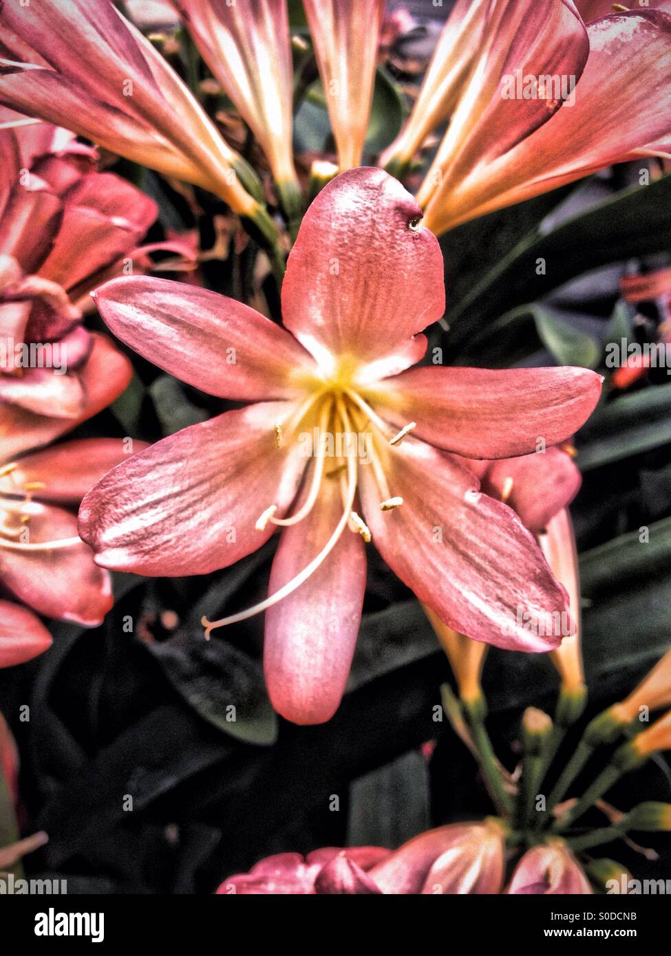 Exotic Lily flower - Smartphone Captured Stock Image
