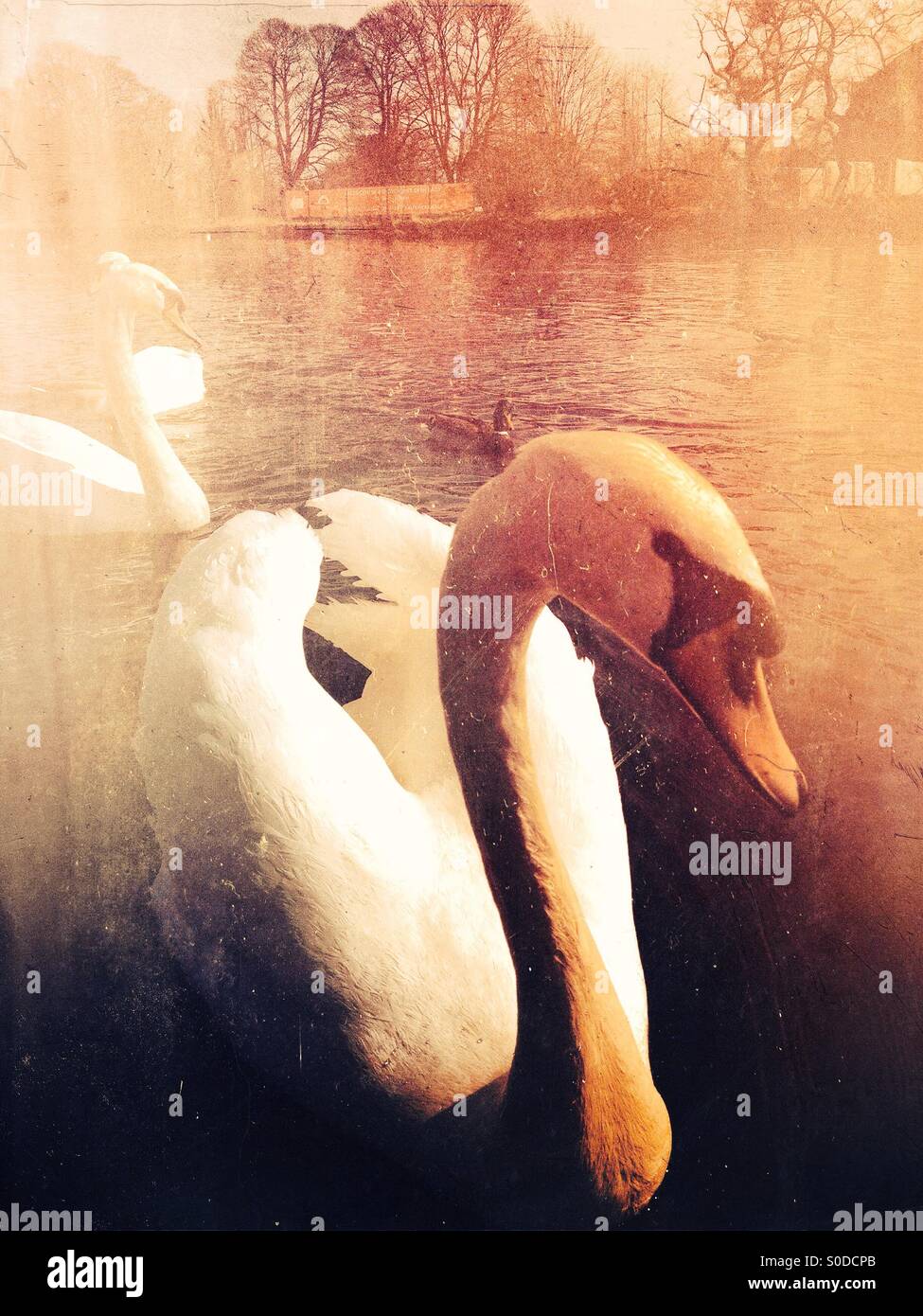Swans on the river wharf at otley Yorkshire - Smartphone Captured Stock Image