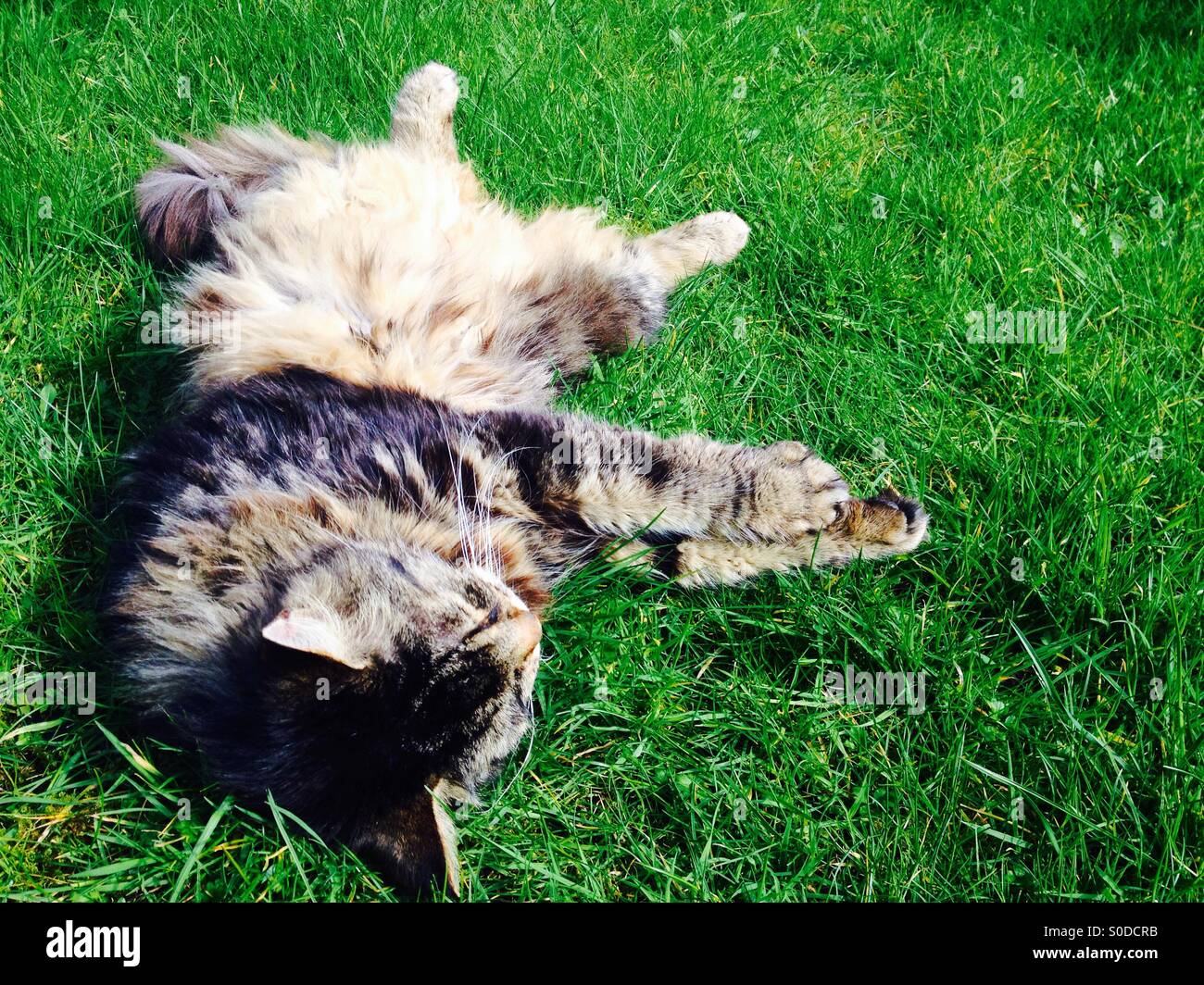 Domestic tabby cat stretching out and enjoying the warmth of the sun Stock Photo