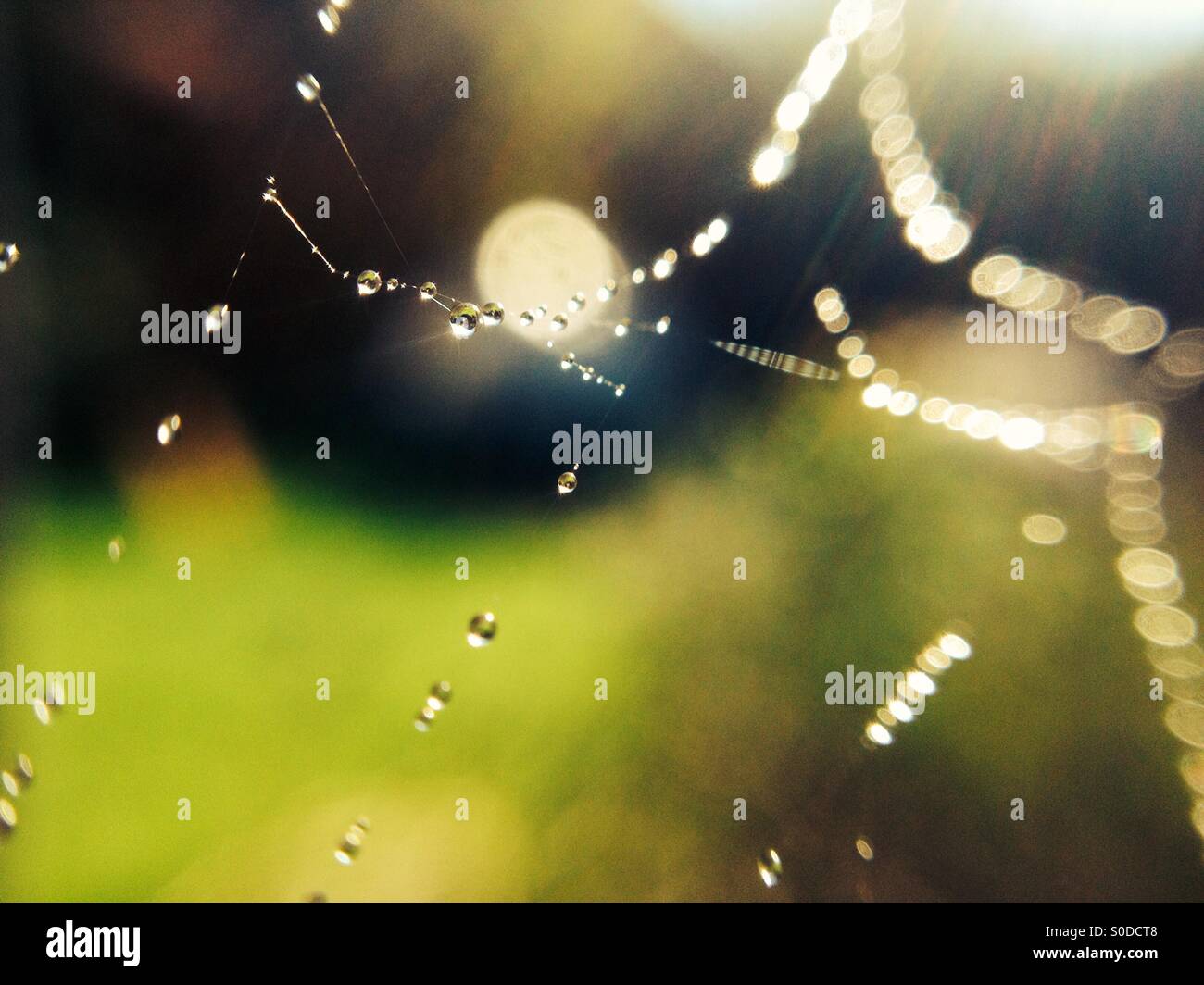 Garden spiders web with rain drops - Smartphone Captured Stock Image