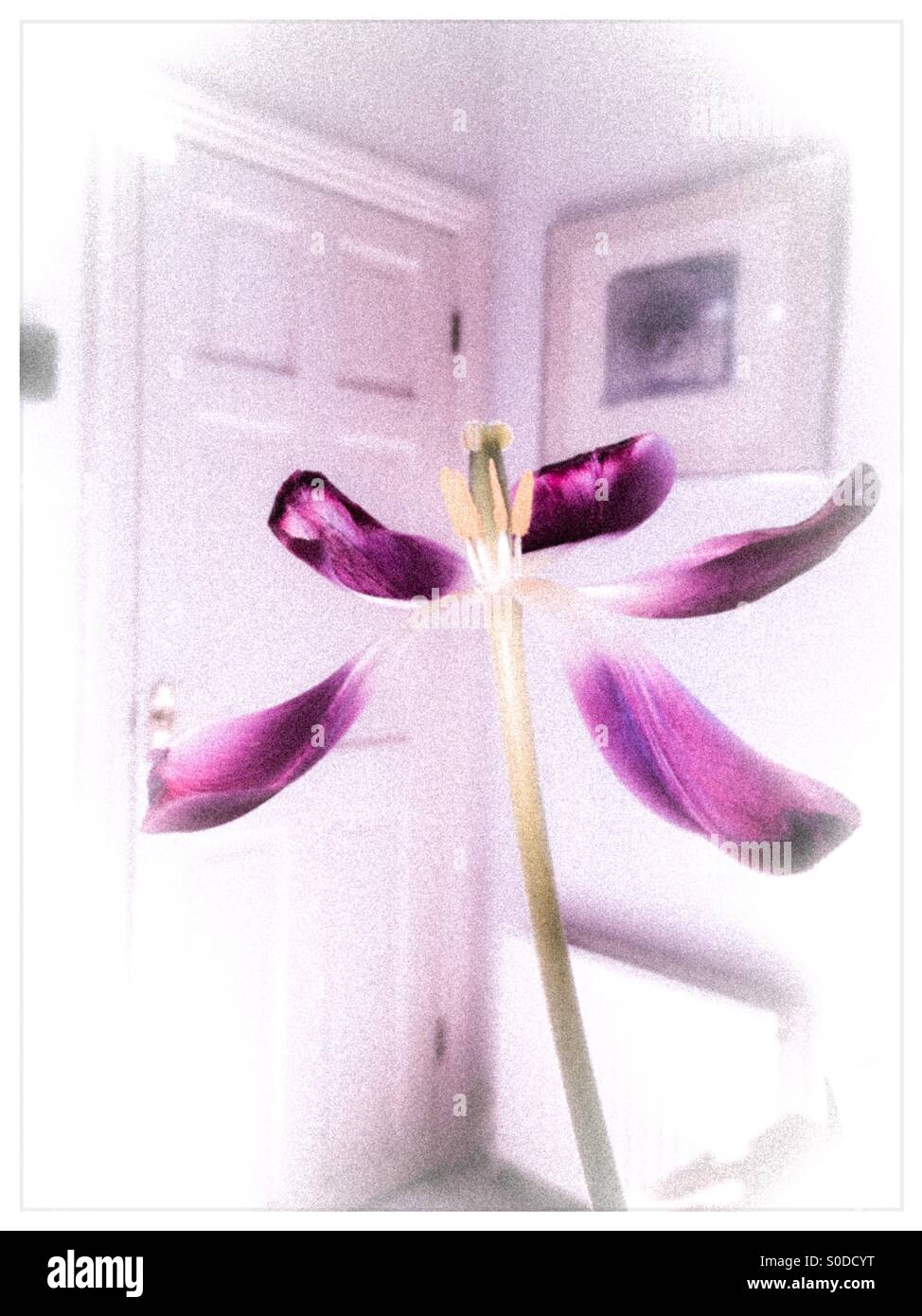 Pink tulip interior Stock Photo