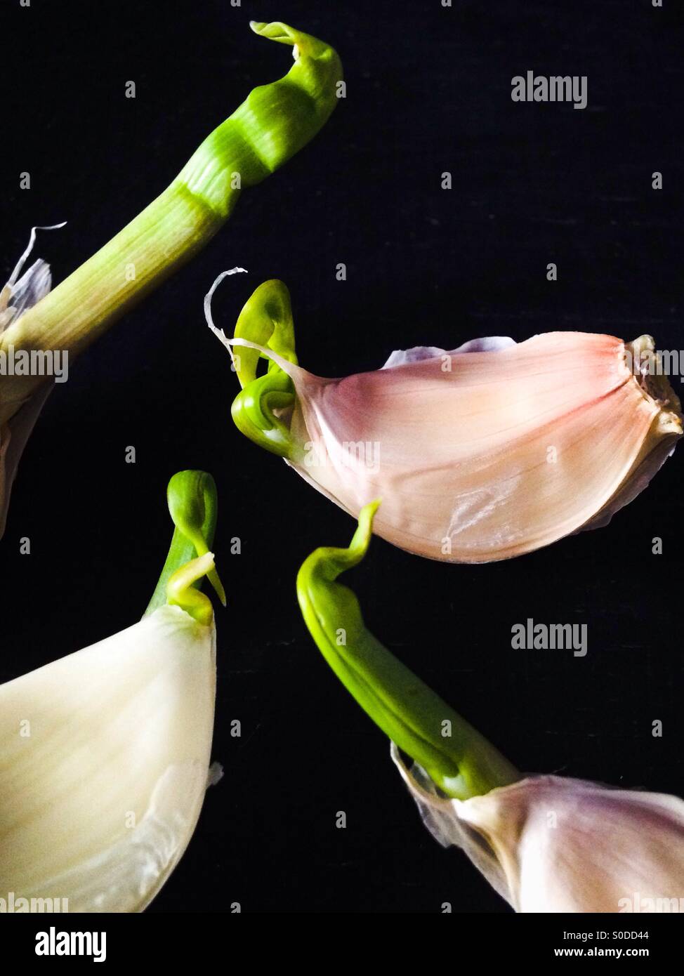 Garlic cloves sprouting Stock Photo