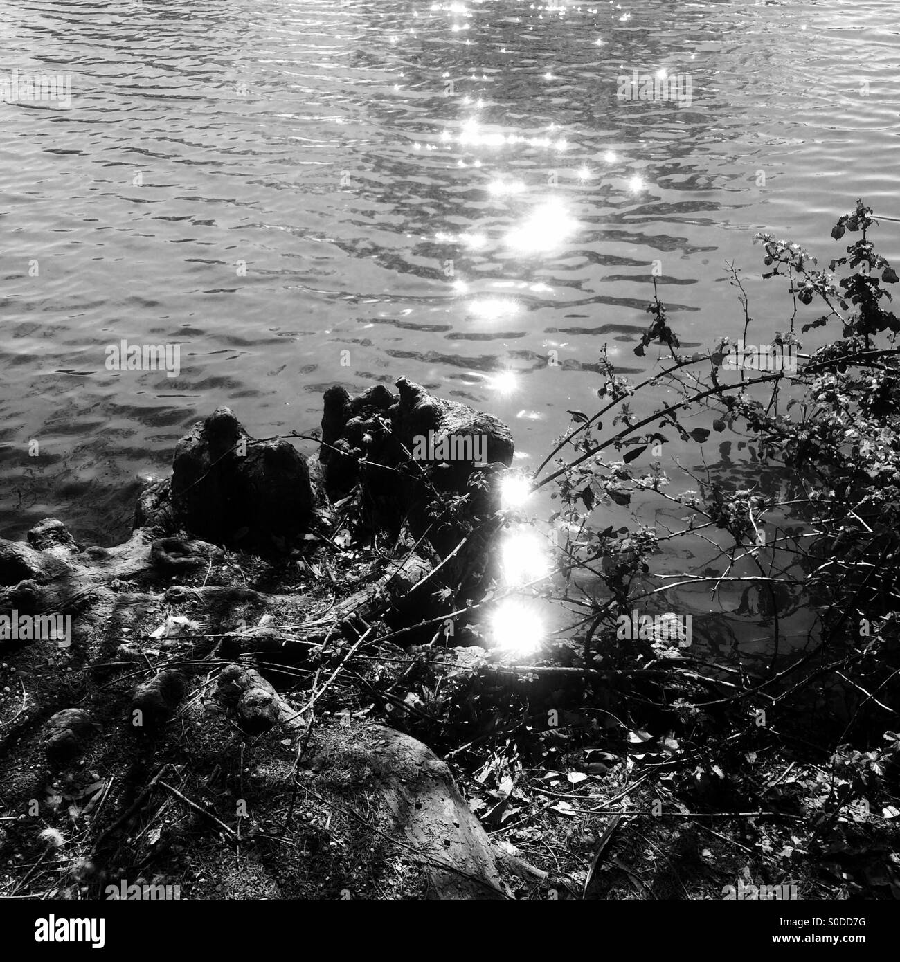 Reflection on pond Black and White Stock Photos & Images - Alamy