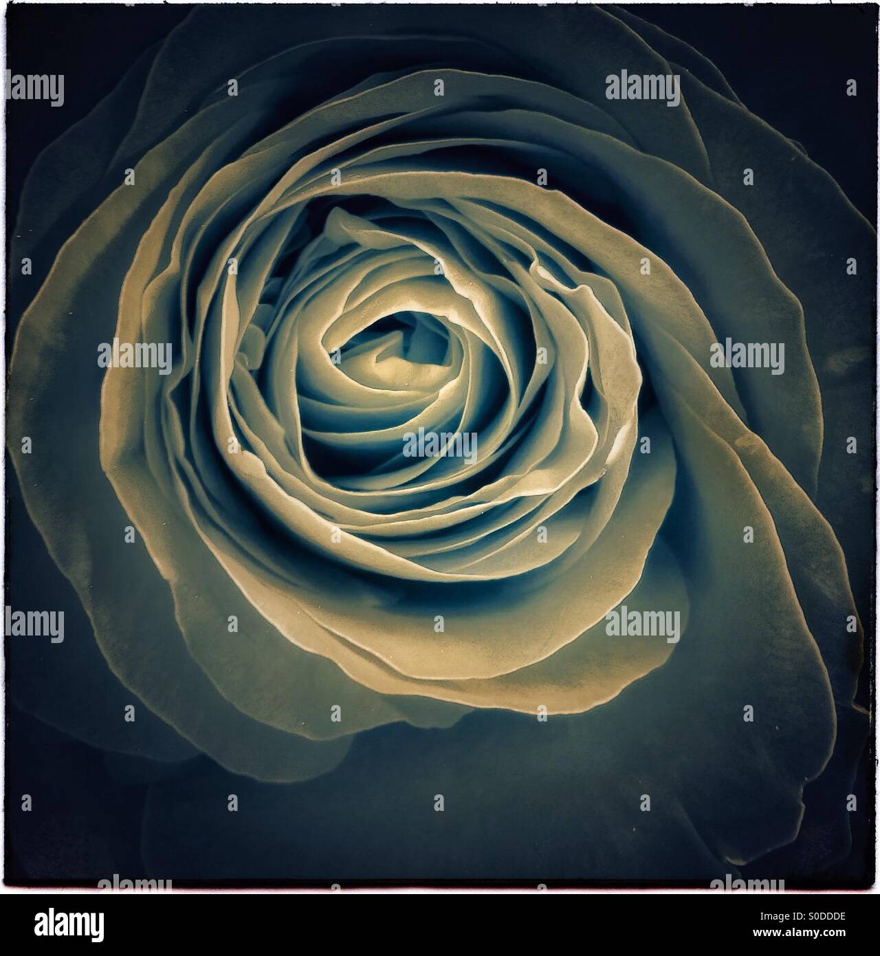 Rose flower detail in Sant Jordi - Smartphone Captured Stock Image