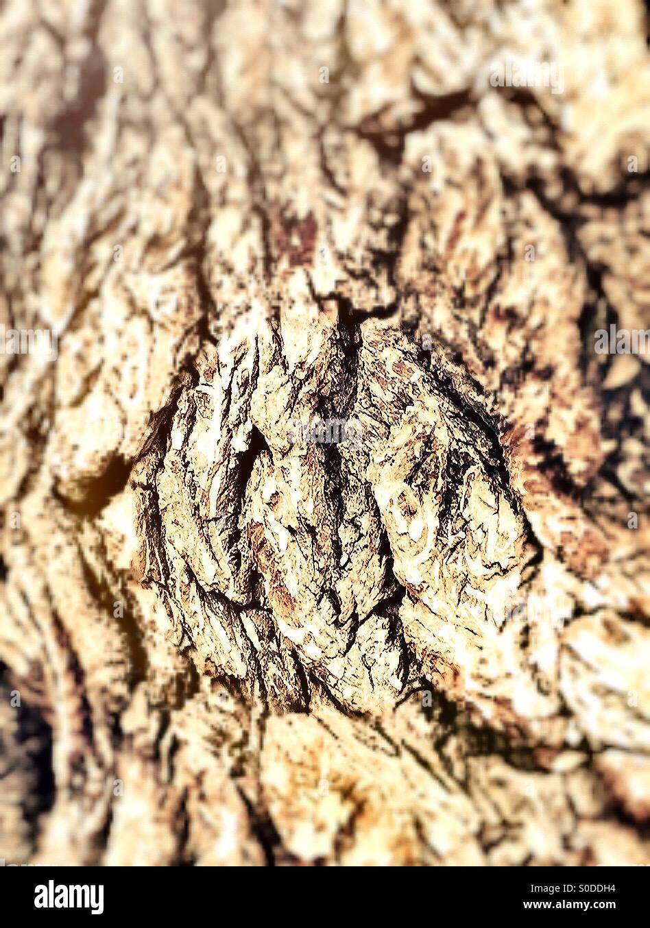Tree trunk - Smartphone Captured Stock Image