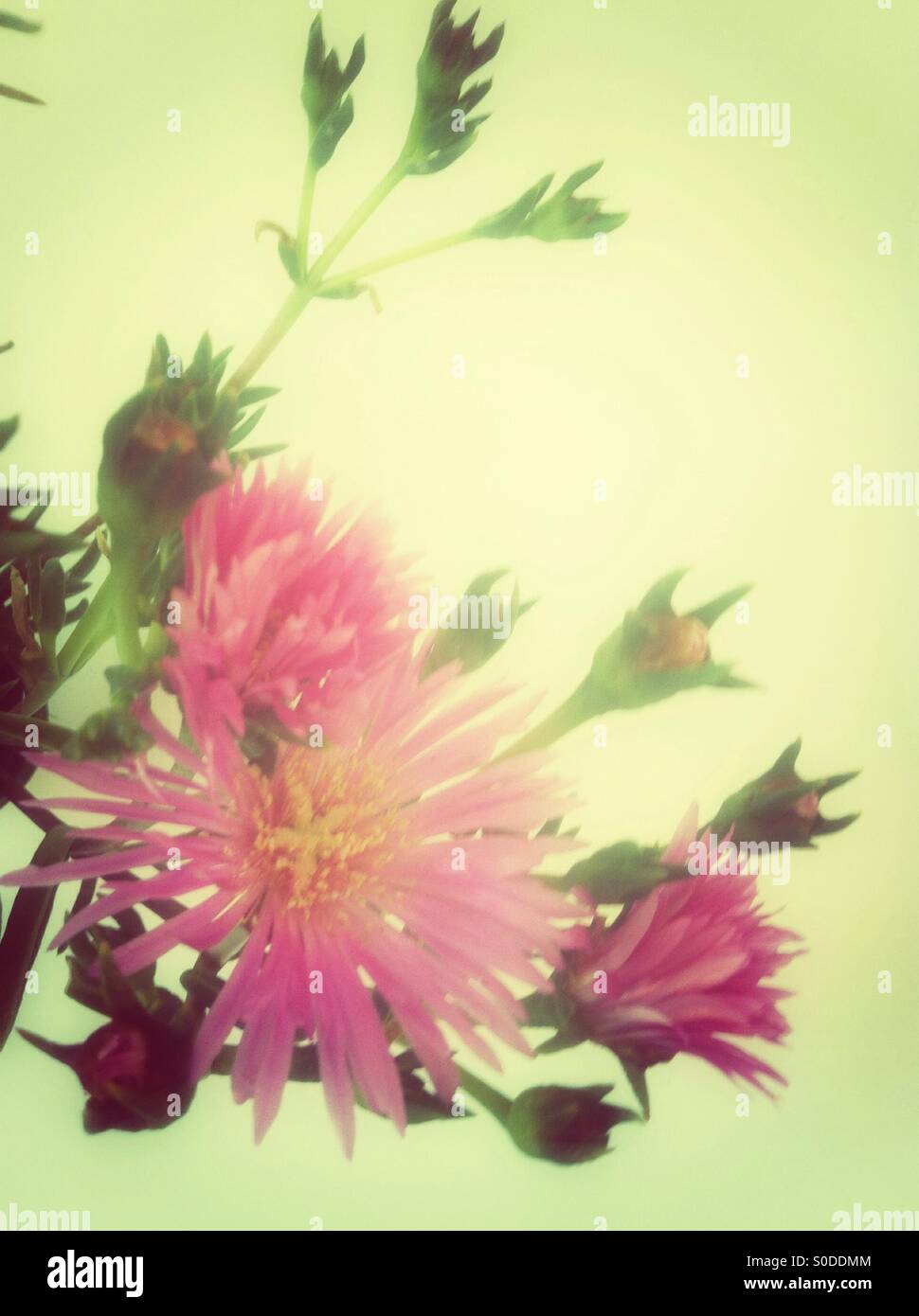 Pink aster flowers and buds Stock Photo