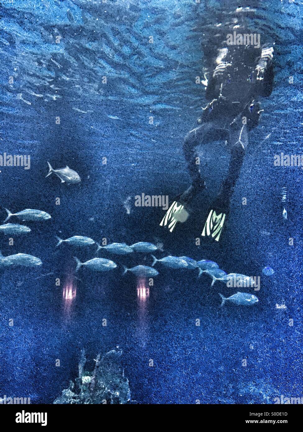 Epcot feeding fish Stock Photo Alamy